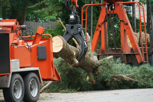 Why Choose Our Tree Removal Services in Somersworth, NH?